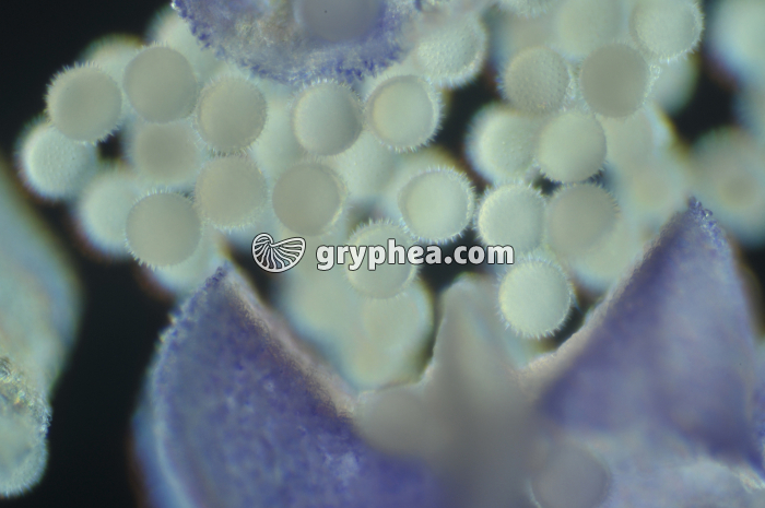 Pollen Mauve ds étamine x40 - gryphea.com